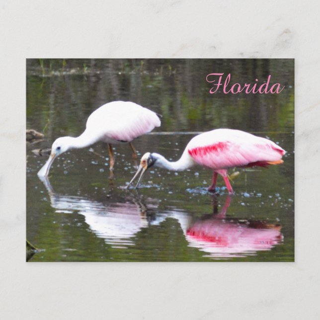 Roseate Spoonbill Postcard Postkarte (Vorderseite)