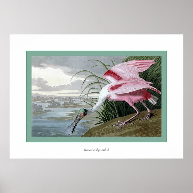 Roseate Spoonbill Poster (Vorne)
