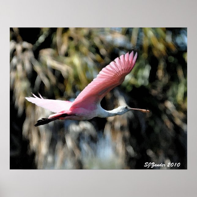 Roseate Spoonbill Poster (Vorne)