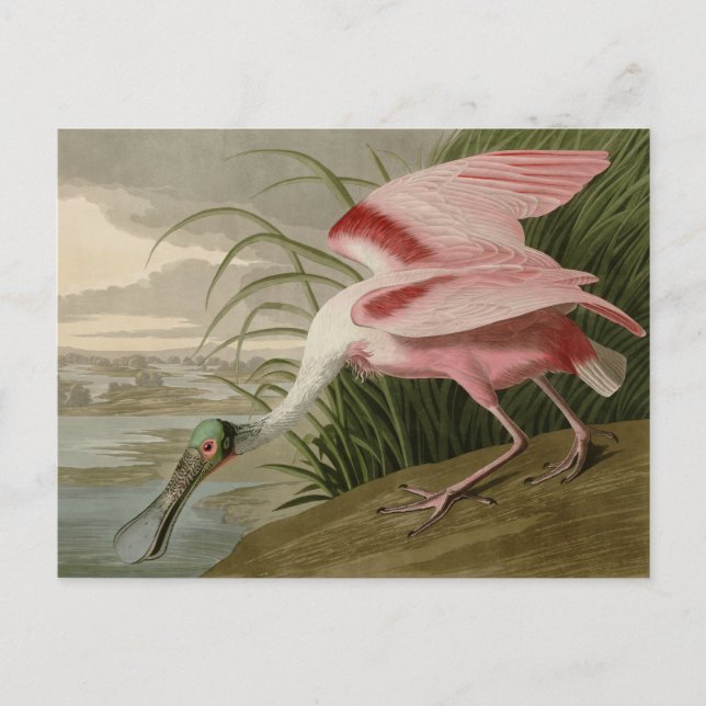 Roseate Spoonbill Postkarte (Vorderseite)