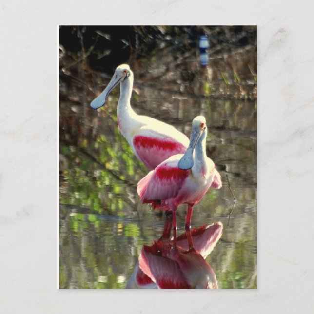 Roseate Spoonbill Postkarte (Vorderseite)