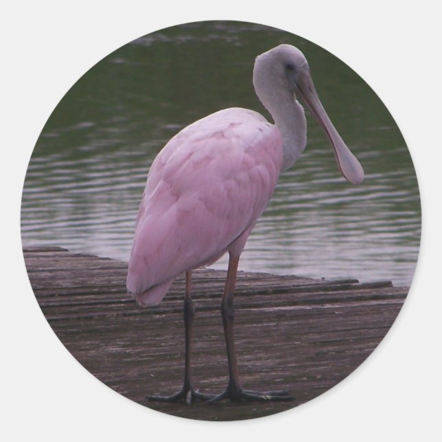 Roseate Spoonbill Runder Aufkleber (Vorderseite)