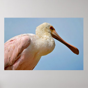 Roseate Spoonbill schließen Poster