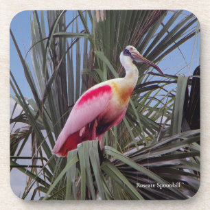 Roseate Spoonbill Untersetzer