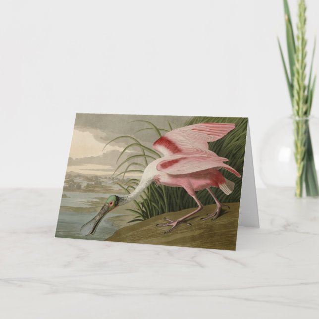 Roseate Spoonbill von Audubons Vögeln Amerikas Karte (Vorderseite)