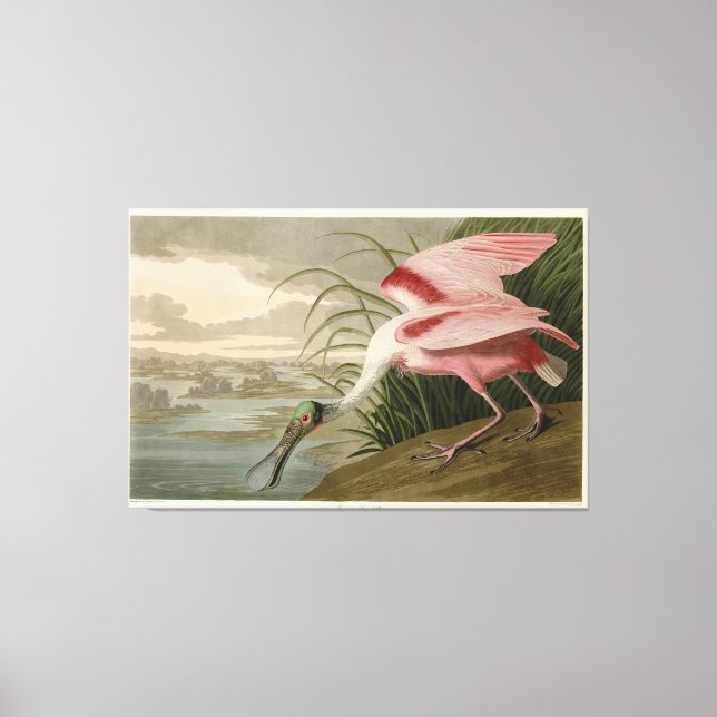 Roseate Spoonbill von Audubons Vögeln Amerikas Leinwanddruck (Vorderseite)