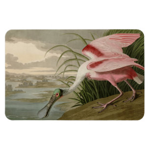 Roseate Spoonbill von Audubons Vögeln Amerikas Magnet
