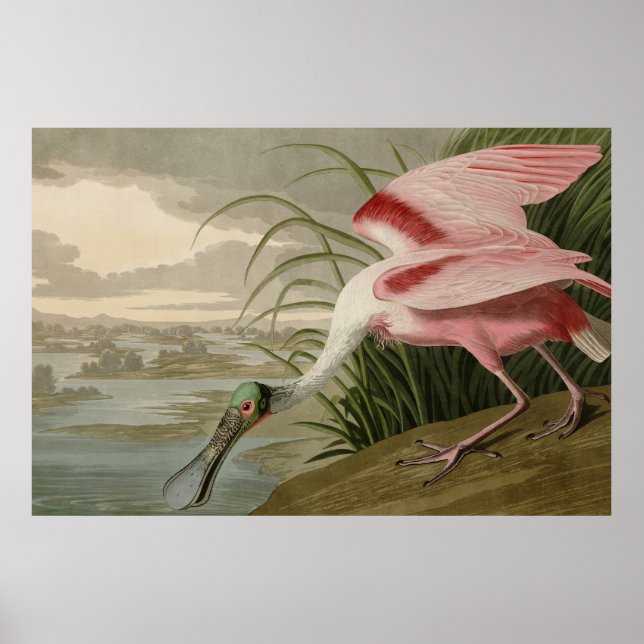 Roseate Spoonbill von Audubons Vögeln Amerikas Poster (Vorne)