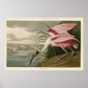 Roseate Spoonbill von Audubons Vögeln Amerikas Poster
