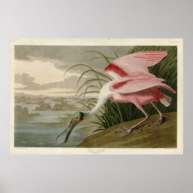 Roseate Spoonbill von Audubons Vögeln Amerikas Poster (Vorne)