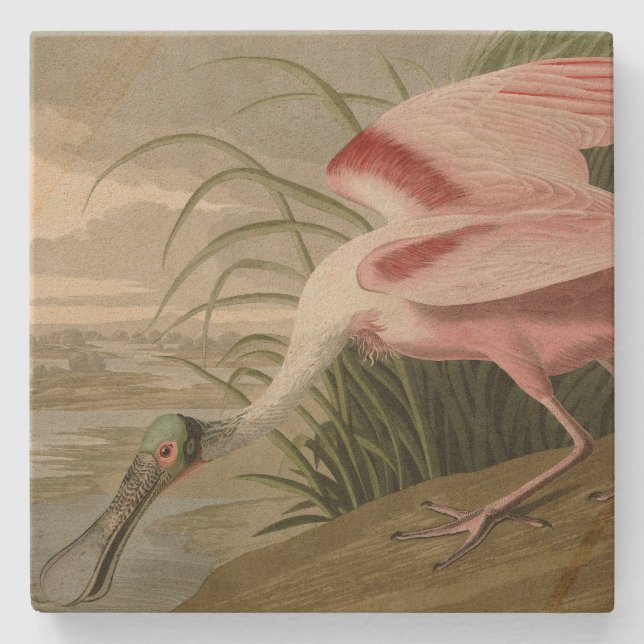 Roseate Spoonbill von Audubons Vögeln Amerikas Steinuntersetzer (Vorderseite)