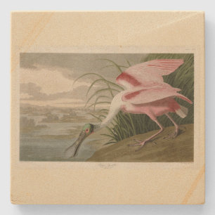 Roseate Spoonbill von Audubons Vögeln Amerikas Steinuntersetzer