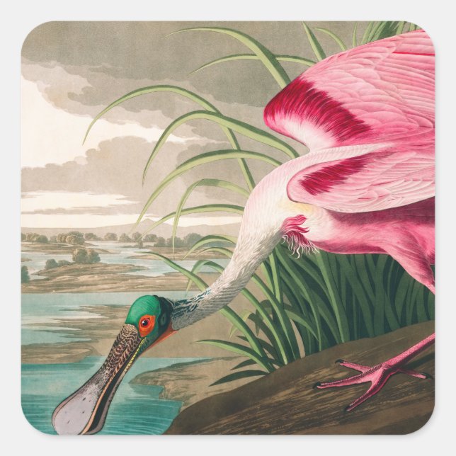 Roseate Spoonbill von John James Audubon Quadratischer Aufkleber (Vorderseite)