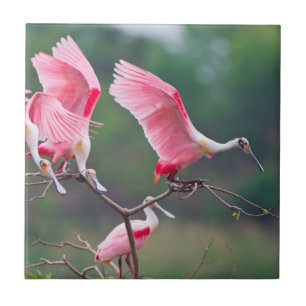 Roseate Spoonbills (Ajaia Ajaja) Landung Fliese