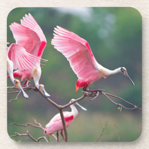 Roseate Spoonbills (Ajaia Ajaja) Landung Getränkeuntersetzer