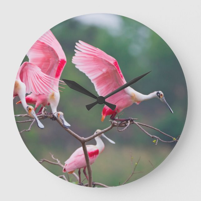 Roseate Spoonbills (Ajaia Ajaja) Landung Große Wanduhr (Vorderseite)