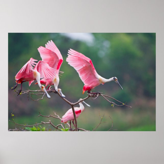 Roseate Spoonbills (Ajaia Ajaja) Landung Poster (Vorne)