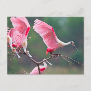 Roseate Spoonbills (Ajaia Ajaja) Landung Postkarte