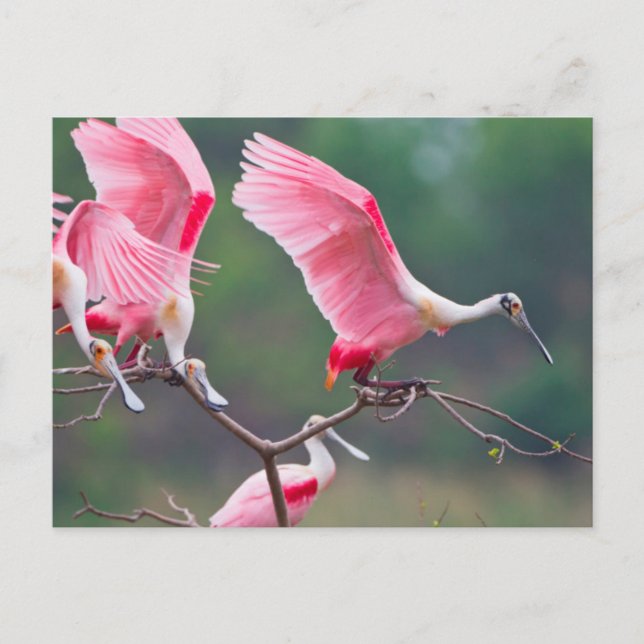 Roseate Spoonbills (Ajaia Ajaja) Landung Postkarte (Vorderseite)