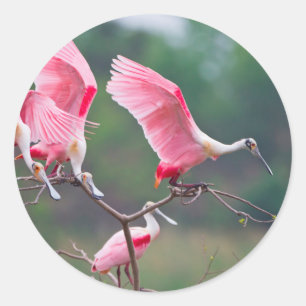 Roseate Spoonbills (Ajaia Ajaja) Landung Runder Aufkleber