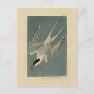 Roseate Tern von Audubons Vögeln Amerikas Postkarte