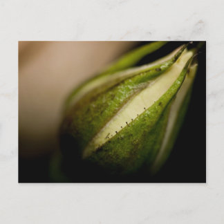Rosebud Close-up Postkarte