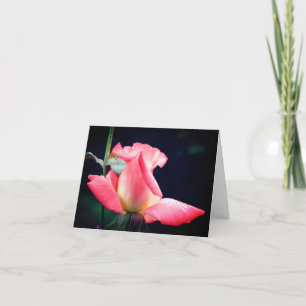 Rosebud Delight Blumenfotografie