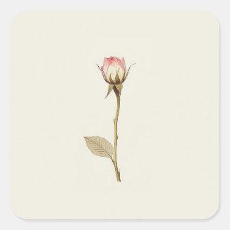 Rosebud der Möglichkeiten Kunstwerk Quadratischer Aufkleber