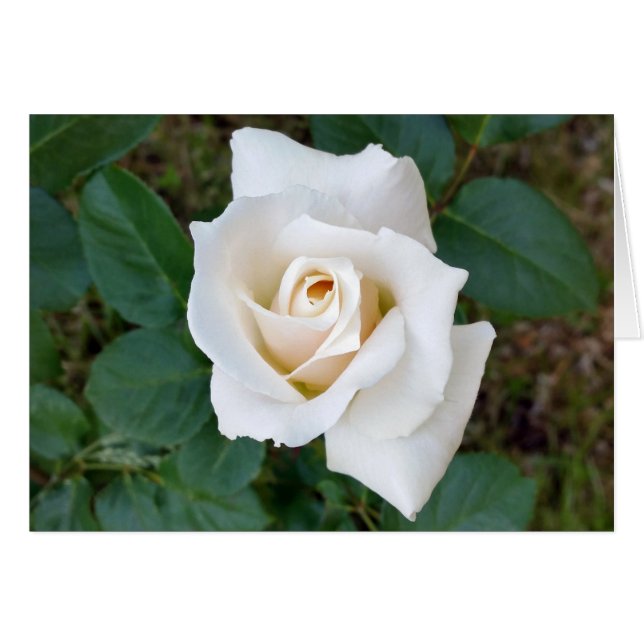 Rosebude (Vorderseite (Horizontal))