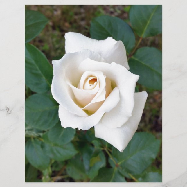 Rosebude (Vorderseite)