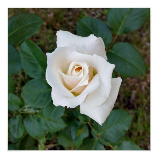 Rosebude Poster (Vorderseite)