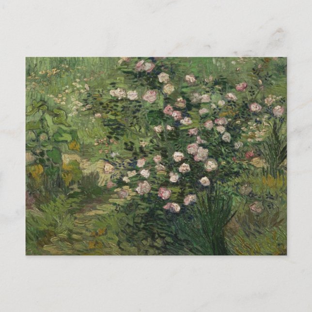 Rosebush in Blossom, Van Gogh Fine Art Postkarte (Vorderseite)