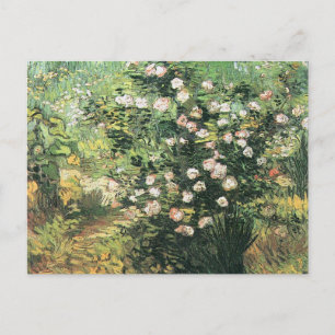 Rosebush in Blossom von Vincent van Gogh Postkarte