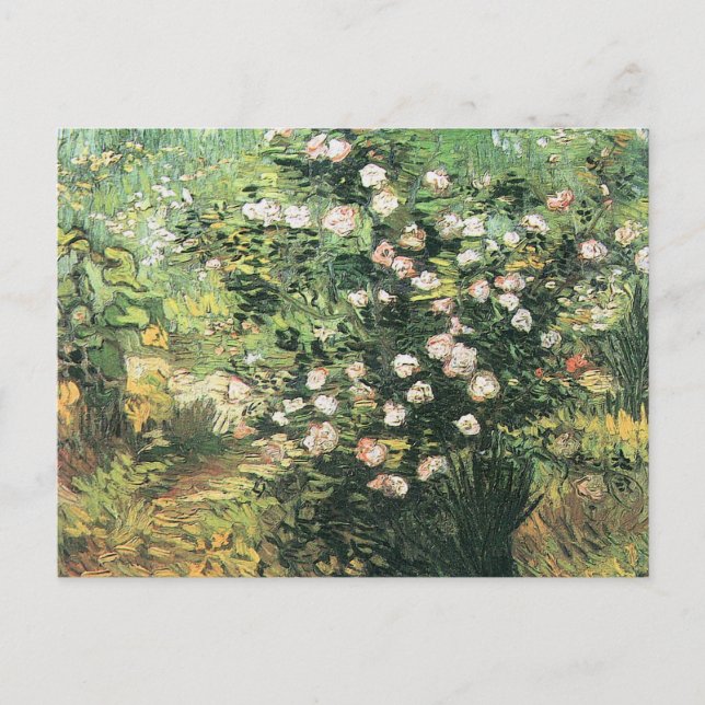 Rosebush in Blossom von Vincent van Gogh Postkarte (Vorderseite)