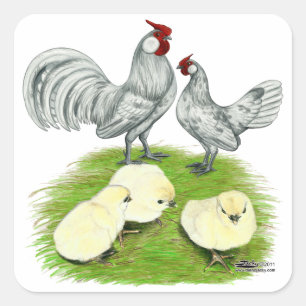 Rosecomb-Bantamhühner und Küken Quadratischer Aufkleber
