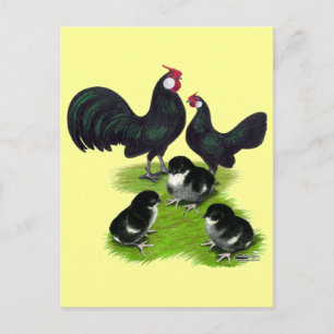 Rosecomb Black Bantam Family Postkarte