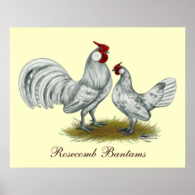 Rosecomb Splash Bantams Poster (Vorne)
