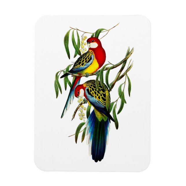 Rosehill Parakeet Parrot Australien Magnet (Vertikal)