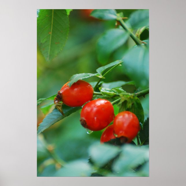 Rosehip-Busch nach Regen Poster (Vorne)