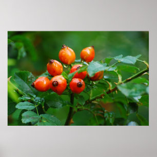 Rosehip nach Regen Poster