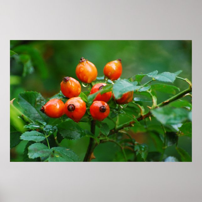 Rosehip nach Regen Poster (Vorne)