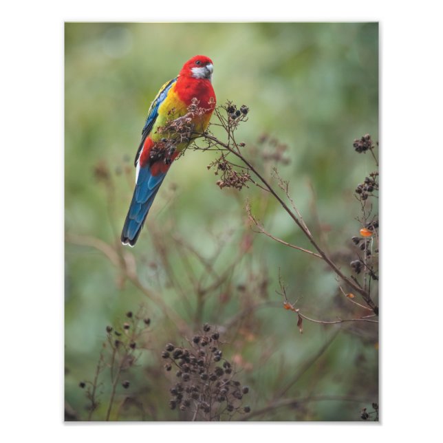 Rosella-Papagei - 11x14" Foto drucken (Vorne)