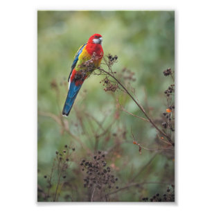 Rosella-Papagei - 12x18" Foto drucken
