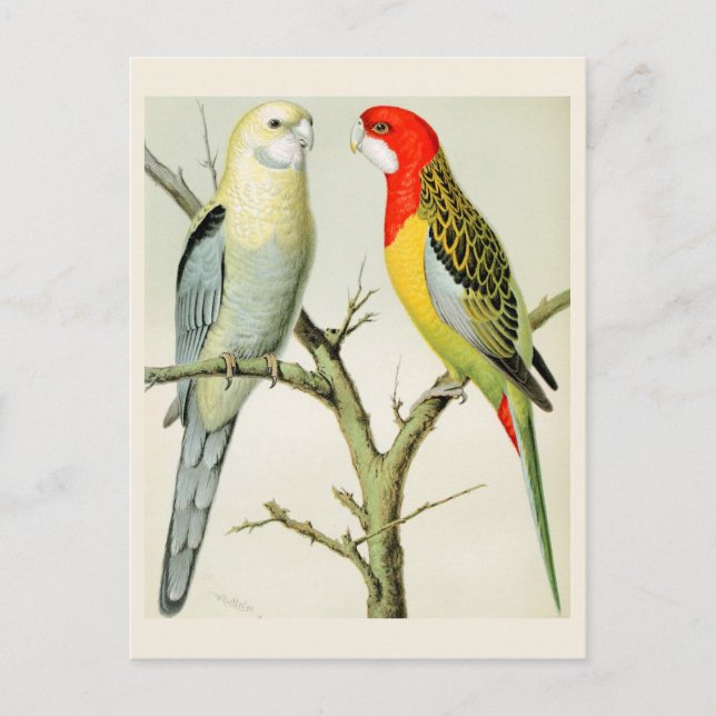 Rosella Parrakeets Postkarte (Vorderseite)