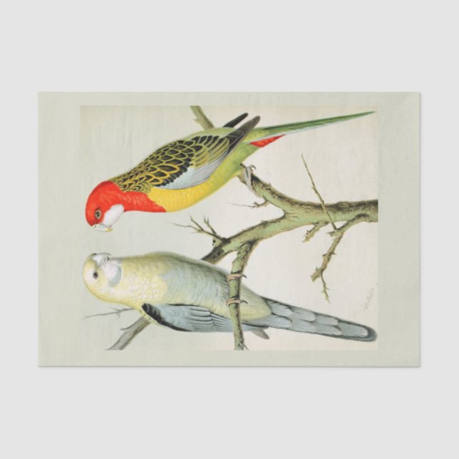 Rosella Parrakeets Seidenpapier (Vorderseite)