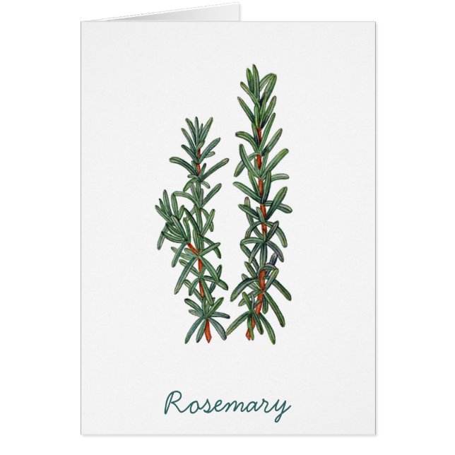 Rosemary (Vorne)