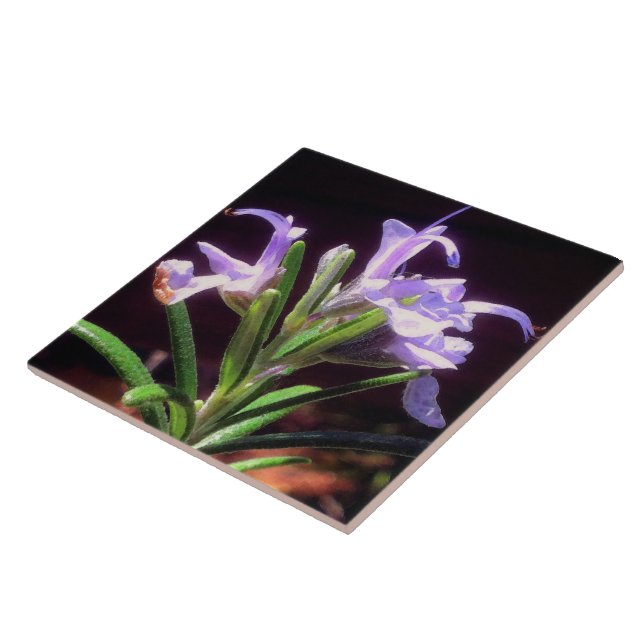 Rosemary Blume Fliese (Seite)