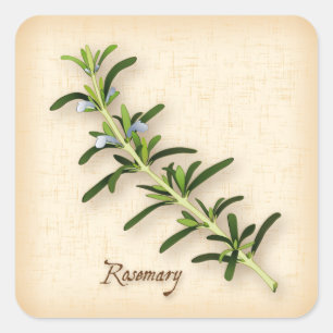 Rosemary Herb Square Sticker
