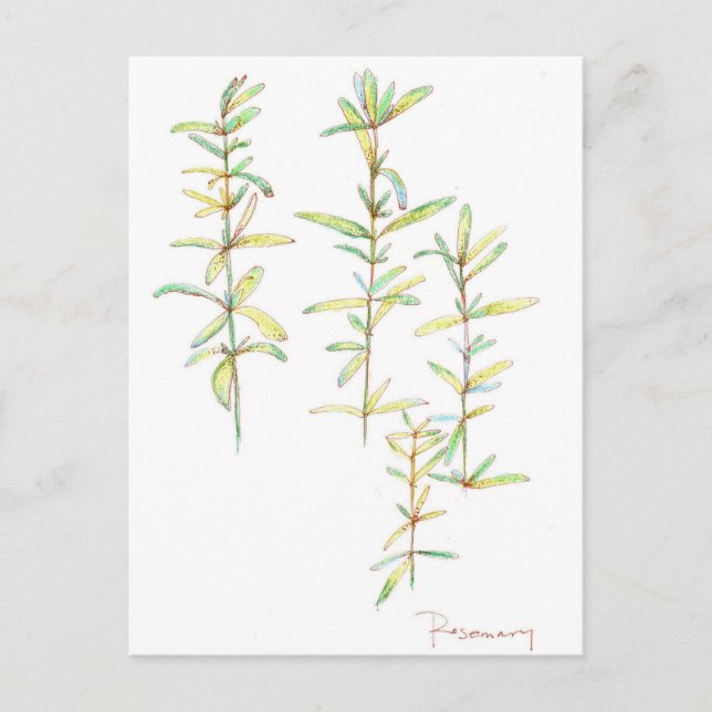 Rosemary Herbal Pflanze Botanische Kunst Zeichnend Postkarte (Vorderseite)