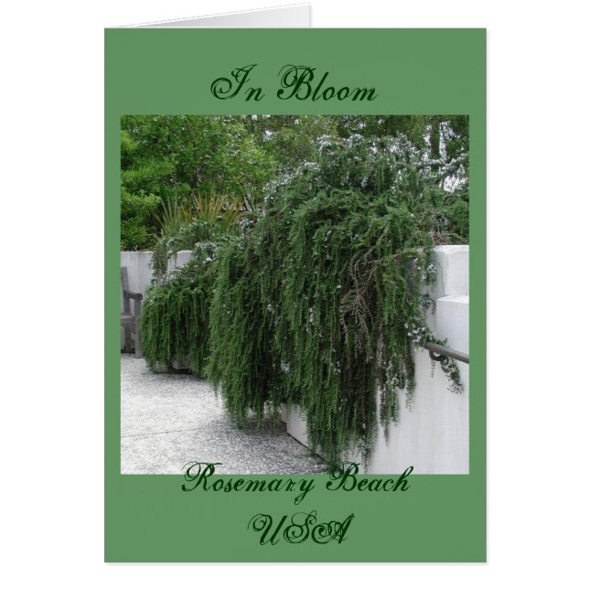 Rosemary-Strand, Rosemary (Vorne)